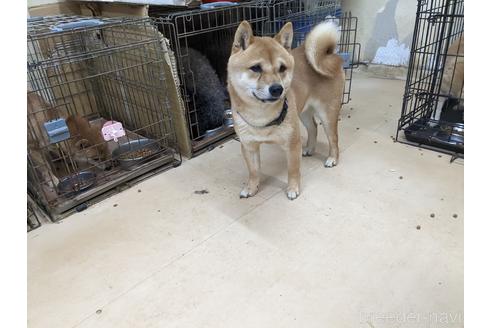 成約済の佐賀県の豆柴-176545の1枚目